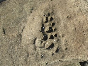 Footprint in Stone