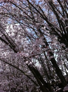 Street trees 2