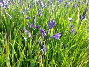 Purple Camas