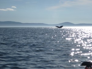 Minke Whale