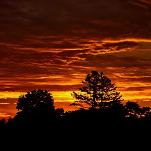 Lifted from the Fallen