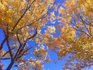 New Mexico Leaves