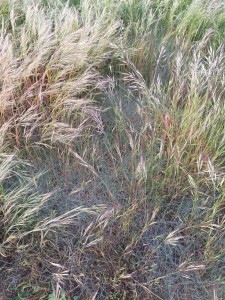 Waldron Grasses