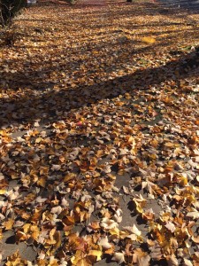 Winter Rosary